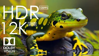 Best Dolby Vision 12K HDR 120fps - Beautiful colorful animals in the world with soothing music.