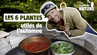 LES 6 PLANTES UTILES INCONTOURNABLES DE L'AUTOMNE (No 365)