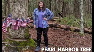 Smoky Mountains - Pearl Harbor Tree in Cades Cove