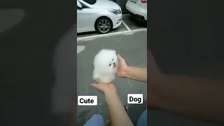 Tik Tok Chó Phốc Sóc Mini 😍 Funny and Cute Pomeranian 😍 OMG So CuteDog ♥ Best Funny Cute dog #short.