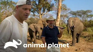 Jogo de golfe perto de hipopótamo e fuga de elefantes | Wild Frank vs Darran | Animal Planet Brasil