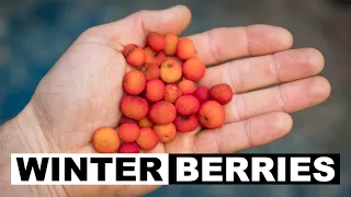 Winter Wild Edibles | Madrone Berries (Arbutus menziesii)