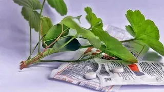 Скорая помощь для комнатных растений — янтарная кислота: как использовать...