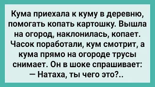 Кума на Огороде Сняла Трусы! Сборник Свежих Смешных Жизненных Анекдотов!