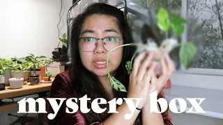 Unboxing $65 Mystery "Rare" Plant Box! | Bee's House of Plants