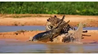 Jaguar vs Crocodile fight to death (jaguar kills 100 pounds weight crocodile)