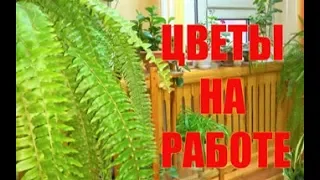 Цветение 🌺гибискуса🌺 Цветы на работе, комнатные растения.