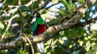 Resplendent quetzals - the most beautiful birds