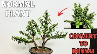 NORMAL PLANT CONVERT TO BONSAI // HOW TO CREATE BONSAI  // BONSAI THE ART 🏝