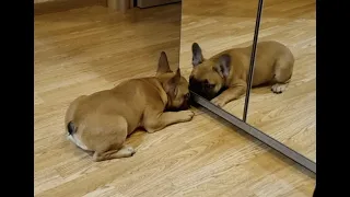 реакция щенка на свое отражение в зеркале