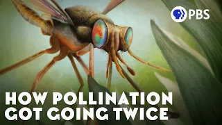 How Pollination Got Going Twice