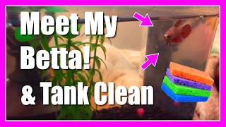 Meet My Betta! + Tank Clean