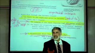 CARDIAC PHYSIOLOGY; PART 1 by Professor Fink.wmv