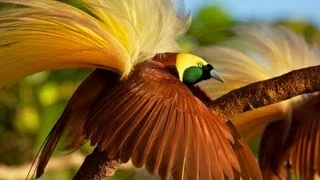 Greater Bird-of-Paradise