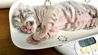 White Tiger Cub Named After 'Star Wars' Character Thriving After Mom Rejects Him