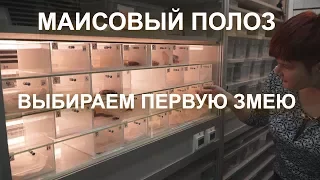 Маисовый полоз. Выбираем первую змею.