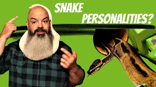 Do Snakes Have Personalities?