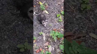 Baby possum in the yard #babyanimal