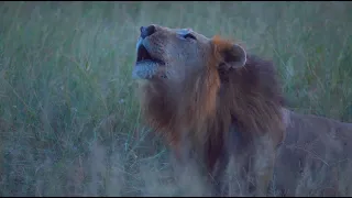 Male Lion Roars Near Leopard! (Red Road & Red Hawk)