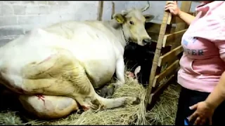 Отел коровы// Двойня//The cow gave birth to twins.18+