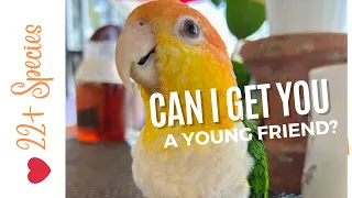 Can I Get You A Friend? | #parrot_bliss #parrot