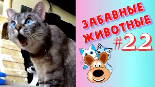 Приколы с Животными #22 / Смешные Животные / Приколы 2020 / Приколы про Животных / Лучшие Приколы