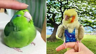Baby Animals 🔴 Funny Parrots and Cute Birds Compilation (2020) Loros Adorables Recopilación #27