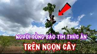 Người đồng bào sống trên núi.tìm thức ăn trên ngọn cây cao..đời sống khổ sở không có cá khô mà ăn..!