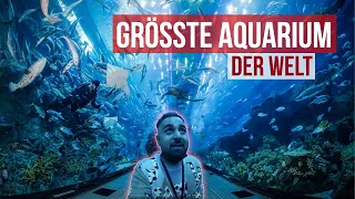 DUBAI AQUARIUM 🐠 Eines der größten Aquarium der Welt🤩🤩  Garnelio meets Dubai 🇦🇪