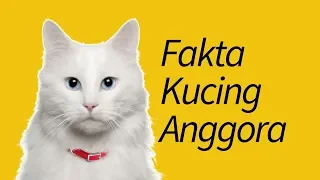 10 Fakta Kucing Anggora—Kucing FAVORIT!