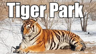 Tigers Feeding At Siberian Tiger Park Harbin China