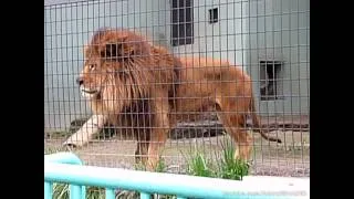 ANGRY Lion roars in ZOO [HD]