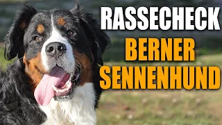 Berner Sennenhund - Rasseportrait, Rassebeschreibung, Rassecheck, Erziehung, Gesundheit, Charakter