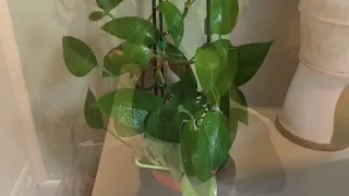 How to tame your pothos : the 2 prison towers!