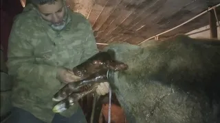 Amazing Cow Birth: A Difficult Delivery