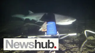 Tracking Fiordland's top predators: Scientists tag sharks to monitor climate change impact | Newshub