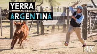 YERRA TRADICIONAL ARGENTINA