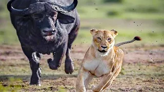 Хищники в деле, львица попалась на рога. Самые эпичные битвы диких животных за "5 минут"