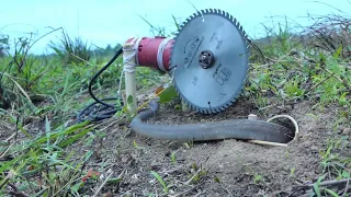 Easy Snake Trap Creative Method DIY Snake Trap Using ANNA GLOBE That Work 10000