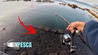 Pesca del POLPO dalla scogliera | Cosa non si fa per PESCARE questi CEFALOPODI !!!