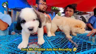 Cheap Price Dog In Kolkata | Galiff Street Pet Market Kolkata | Recent Dog Puppy Price Update | Dogs