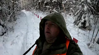 Облавная охота на волков в Псковской области. Островский район деревня Крюки.