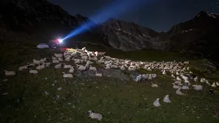 Nachtwache gegen Wolfsangriffe in den Schweizer Alpen