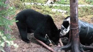 Saskatchewan bear hunting spring 2011