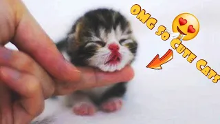 OMG So Cute Cats 😍 | Best Funny Cat Videos 2021 #1