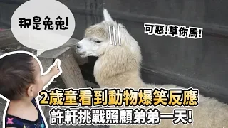 【軒睿兄弟EP1】兩歳童看到動物的爆笑反應!哥哥照顧弟弟一天【許伯簡芝】