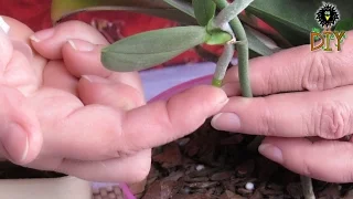 How To Grow An Orchid Plant Out Of Shoot - How To Cut Off Orchid's Shoot Tutorial