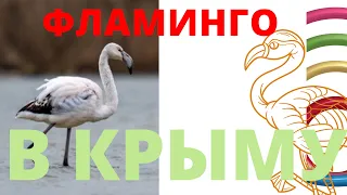 ФЛАМИНГО В КРЫМУ и это НЕ ЦИРК или ЗОО!