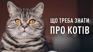 Коти. Все, що варто знати про котів. Що придбати, як доглядати, чим годувати? Поради ветеринара