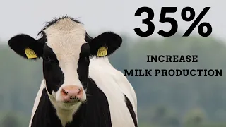 3 Hours Classical Music For Cows Milk Production • Work Music, Deep Sleep Music, Forest Surround